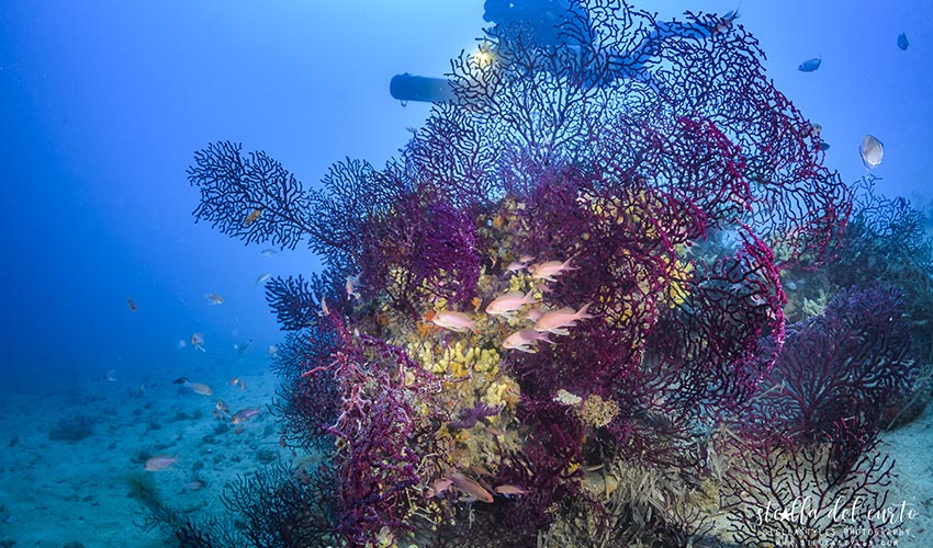 Diving Bolle d'Azoto, Elba