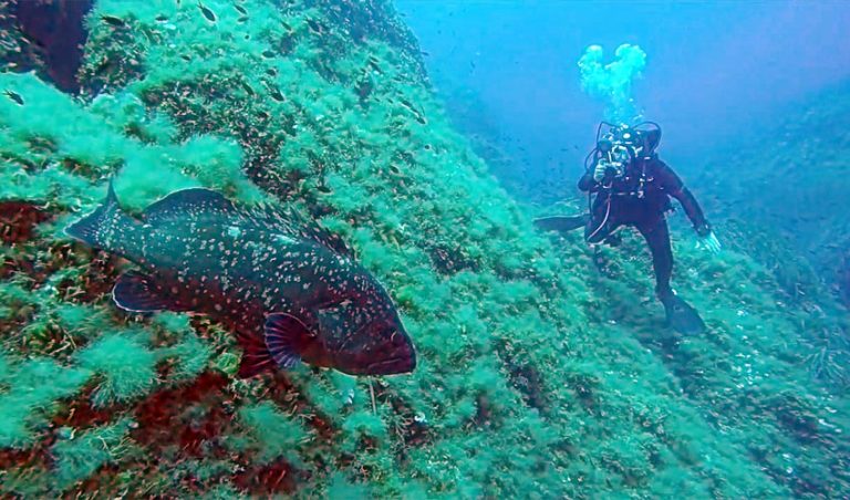 Mandel Diving Center, Elba