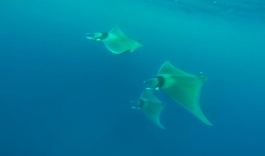 Mandel Diving Center, Elba