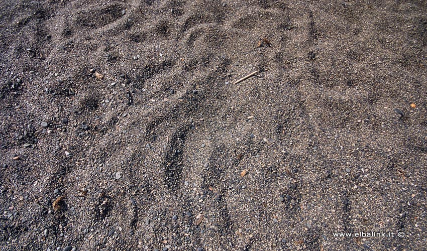 Spiaggia di Norsi, Elba