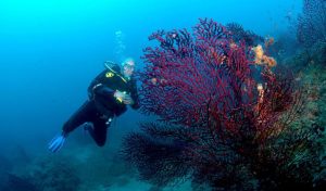 Spiro Sub Diving Center, Elba
