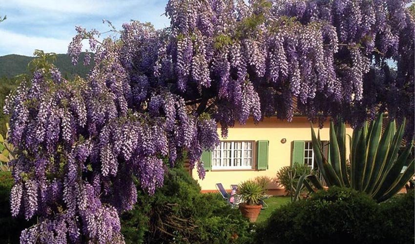 Villa Carla, Elba